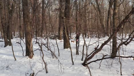 Person-walking-alone-in-snow-covered-forest,-surrounded-by-leafless-trees