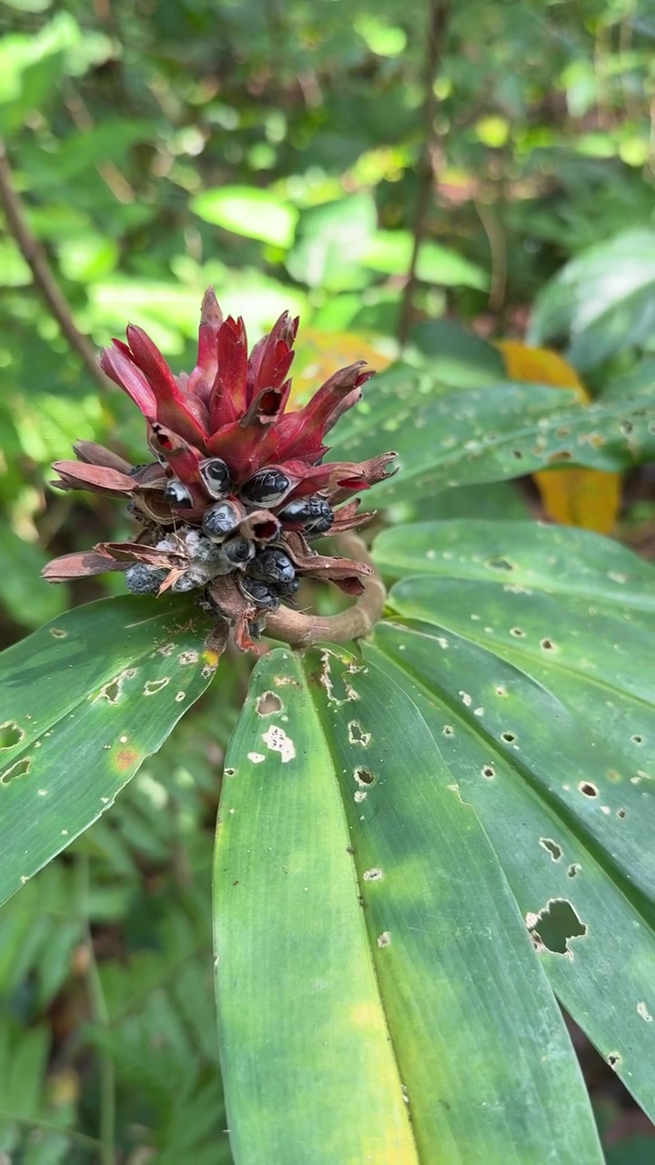 Primo piano di un fiore tropicale rosso con semi neri nella foresta