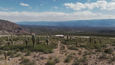 Scenic-aerial-above-desert-landscape-with-cactus-and-local-building-in-the-Amaicha-del-Valle-valley,-Argentina