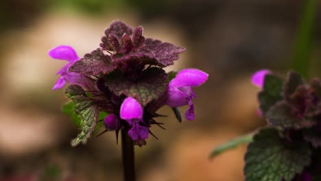 purple dead nettle, a common wild plant in europe and asia, with edible tops and leaves, showed while blooming