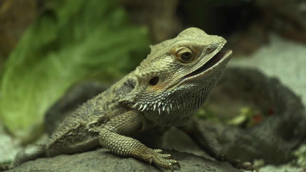 зелёная гусеница-игуана позирует