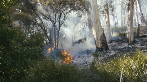 wildfire burning shrubs and grass