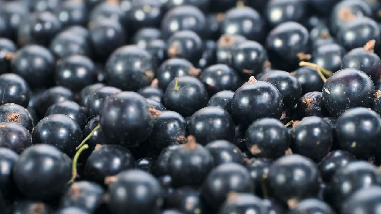 detalle de la grosella negra fresca. disparo de macro camiones. cámara moviéndose hacia adelante. primer plano. grosella negra o grosella negra (ríbes nígrum)