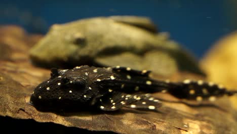 school of black and white suckermouth catfish common pleco varying sizes sitting on the bottom, close up soft focus shot