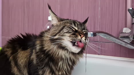 slow motion shot of a maine coon cat , drinking water out of a water tap and enjoying the refreshment, copy space