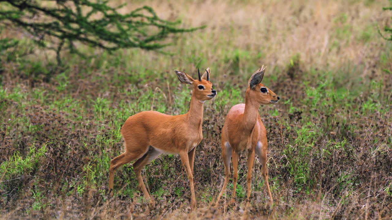 steenboks en el desierto en la reserva de caza del kalahari central, botswana