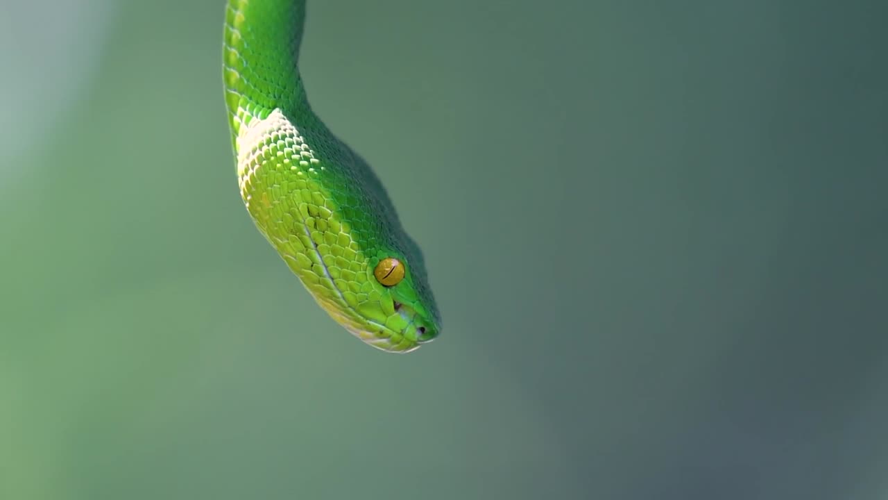 La vipera delle fosse dalle labbra bianche è una vipera velenosa endemica del Sud-est asiatico e si trova spesso di notte in attesa su un ramo o un fusto d'albero vicino a uno specchio d'acqua con abbondanza di prede.