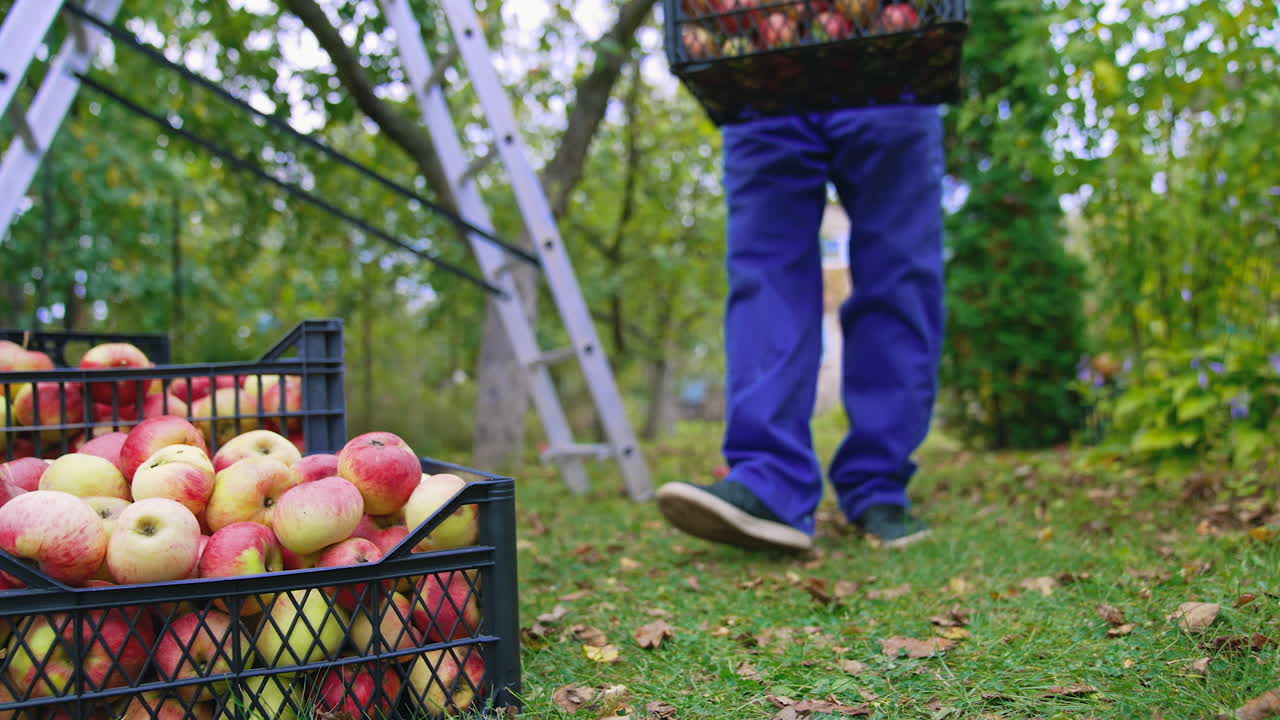 Harvesting fruit in autumn season. Farmer carrying plastic drawers full of fresh apples in the garden. Delicious red apples in boxes on the ground.