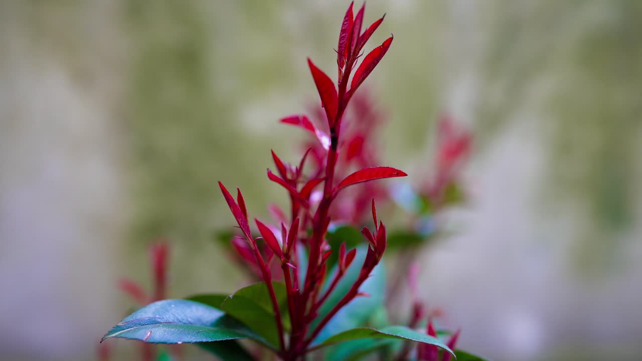 젊은 photinia fraseri red robin 정원 식물 슬로우 모션의 상단