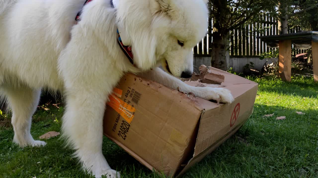 gracioso perro samoyedo destruyendo y comiendo una caja de papel afuera en un día soleado