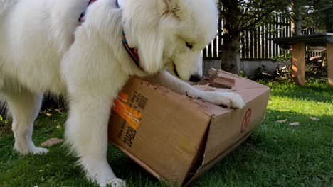 Funny-samoyed-dog-destroying-and-eating-a-paper-box-outside-on-a-sunny-day