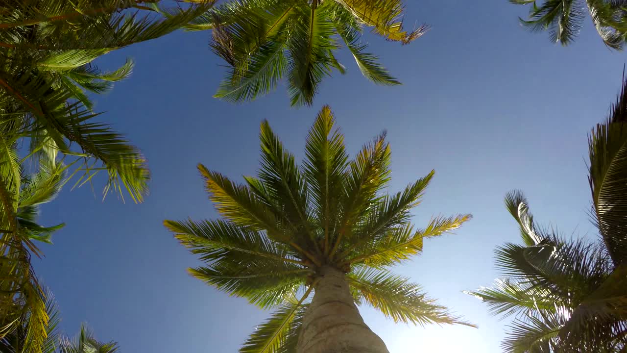 4K video of a palm tree rotating view from underneath