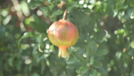 Pomegranate-tree