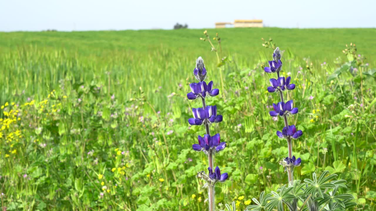 밀 과 보리 들 이 있는  에 꽃 이 피고 있다