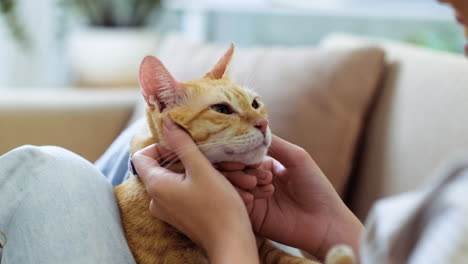 woman petting a cat