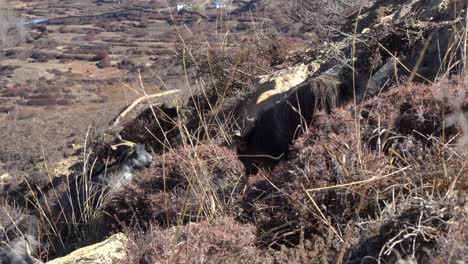 mountains goats grazing on a hillside in nepal