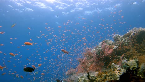 huge amount of small tropical fish swimming in the current over a coral reef