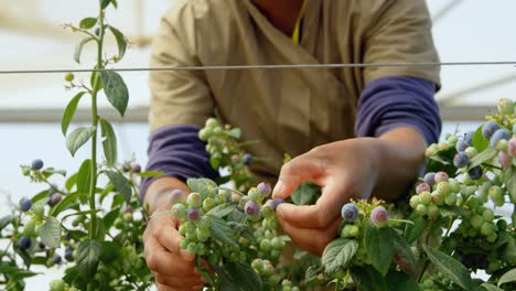 Worker-picking-blueberries-in-blueberry-farm-4k