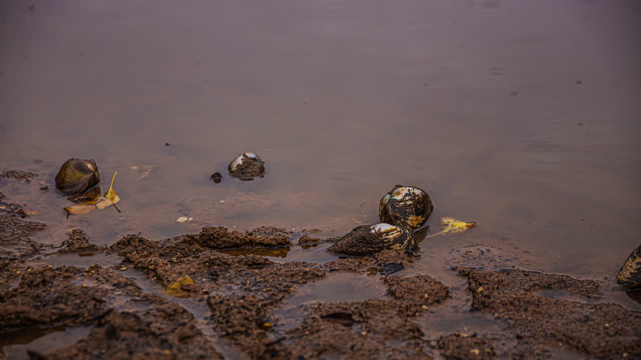 Timelapse Swan Mussel (Anodonta Cygnea) During Low Tide.