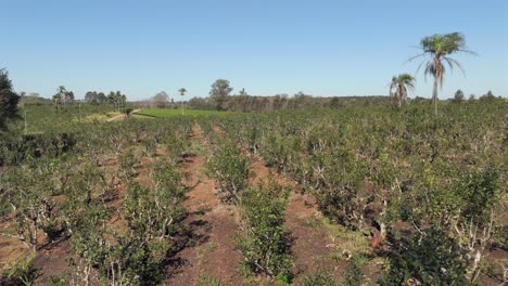 Vista-Del-Paisaje-Y-Movimiento-Aéreo-En-Primer-Plano-Sobre-El-Campo-De-Plantación-De-Mate-Local,-Argentina