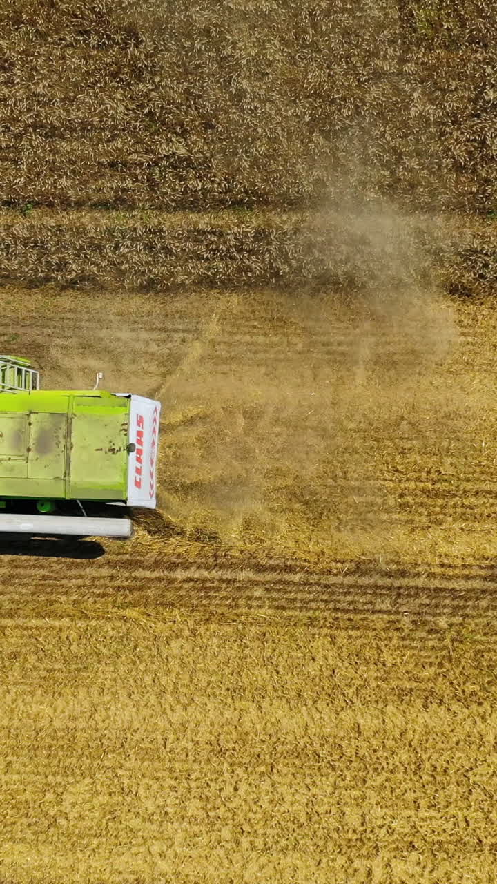 Combine on harvest field. Aerial view on the combine working on the large wheat field Vertical video