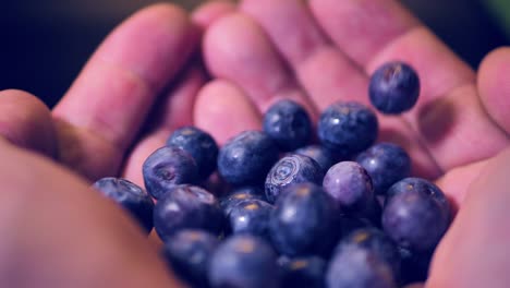 blueberries fall in the palm of your hand