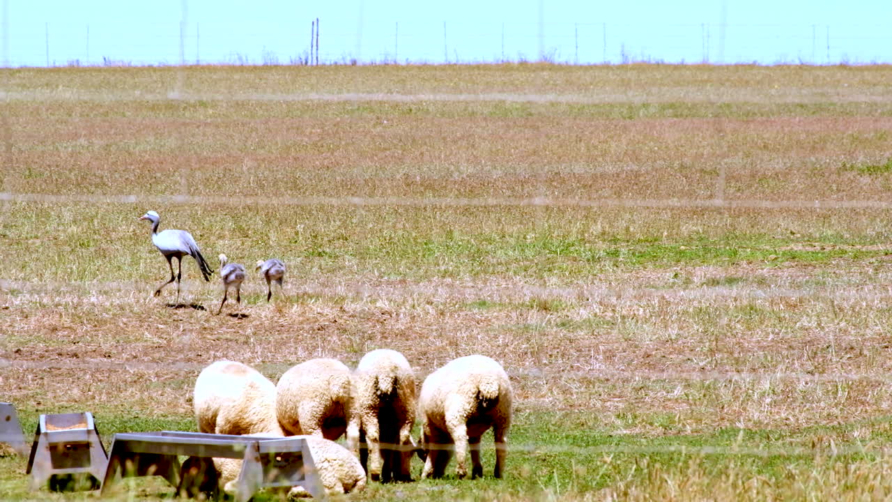 Blue Crane with two chicks walk in farm field near sheep in Overberg