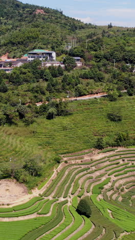 plantación de té en una ladera de la montaña