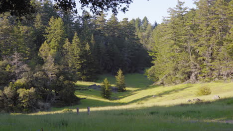 scenic mt tamalpais protected redwood hiking park trail through tall woodland trees