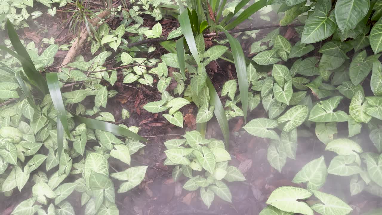 Low smoke moves across Arrowhead plants in outdoor garden, soft daylight, static overhead view