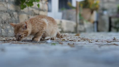 an orange kitten forages for food on the streets and then get spooked and runs