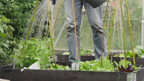 male watering small vegetables plants with watering can in the vegetable garden