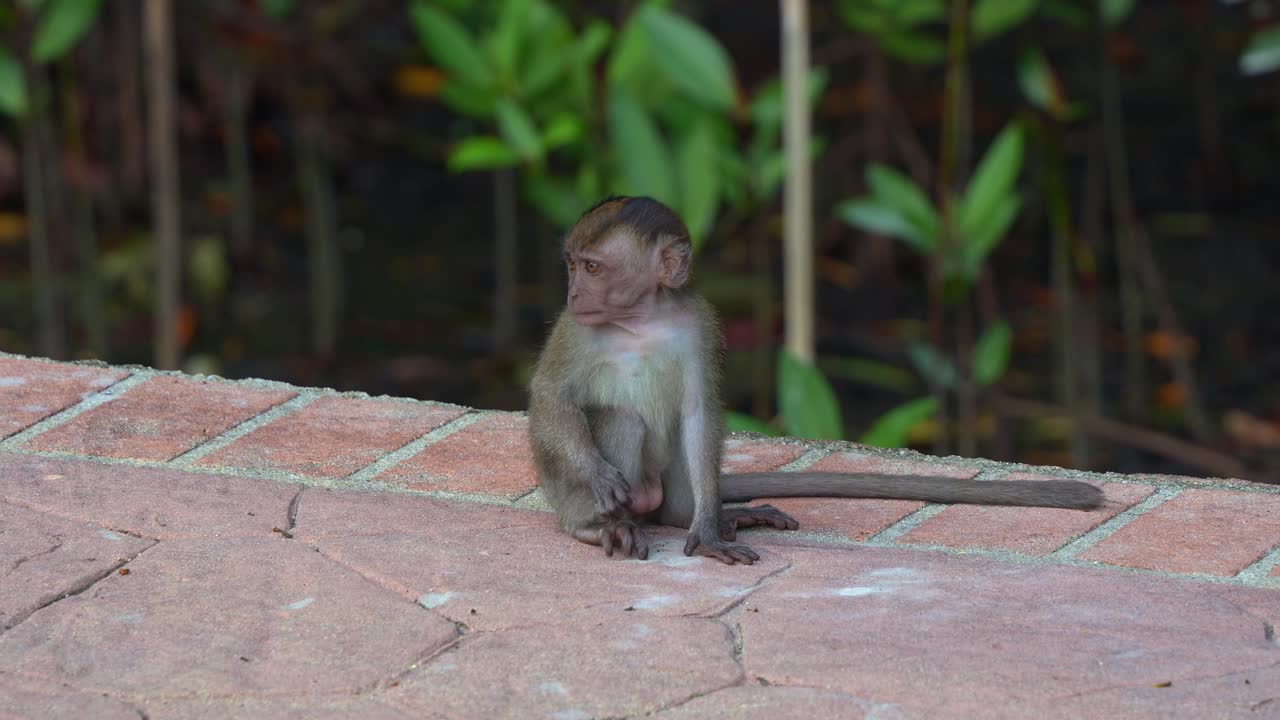 un niño macaco de cola larga, macaca fascicularis sentado a la orilla de la carretera en el parque urbano, preguntándose con curiosidad por los alrededores, rascándose el cuerpo con picazón, disparado de cerca