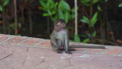 A-child-long-tailed-macaque,-macaca-fascicularis-sitting-on-the-roadside-at-the-urban-park,-curiously-wondering-around-the-surroundings,-scratching-his-itchy-body,-close-up-shot