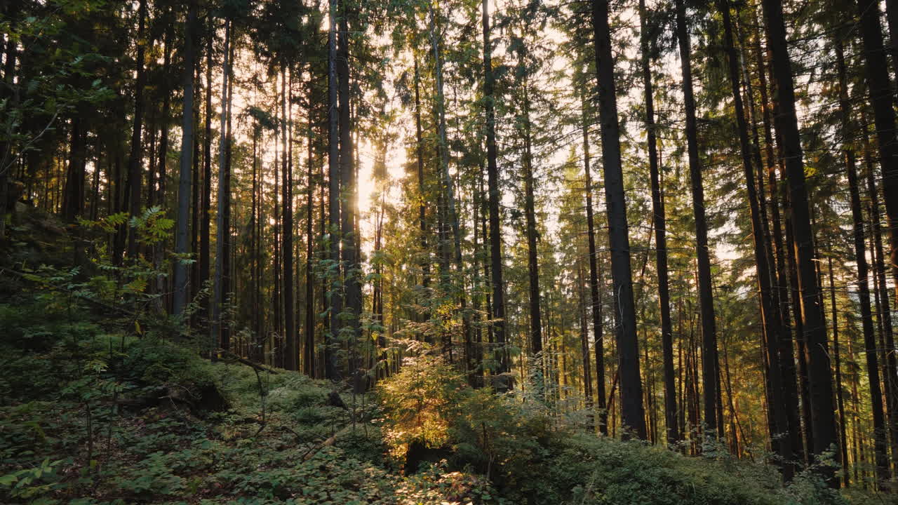 The Sun Shines Through The Trees In The Forest Steadicam Shot
