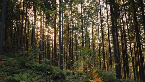 el sol brilla a través de los árboles en el bosque toma de steadicam