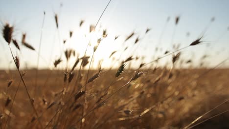 Soft-Focus-Of-Golden-Ear-Of-Wheat-Grain-Field-At-Sunrise