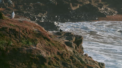 Yellow-eyed-Penguin-And-Ocean-Waves-Crashing-On-The-Rocky-Coastline-Of-Katiki-Point-In-New-Zealand