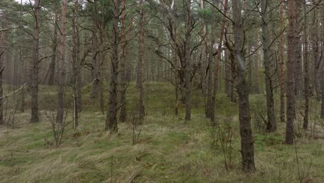 Aerial-view-of-wild-pine-forest,-green-moss-and-heather-under-the-trees,-overcast-day,-light-snow-falling,-Nordic-woodland,-Baltic-sea-coast,-mystic-concept,-slow-drone-dolly-shot-moving-back-low