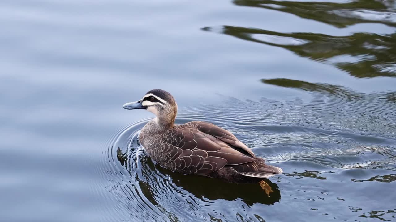 A Pacific Black Duck glides smoothly across a serene pond, creating gentle circular ripples