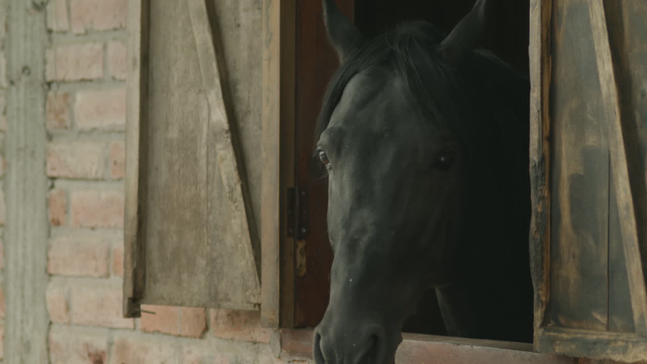 A girl in a white dress gently approaches a stable window to try to pet a black horse.