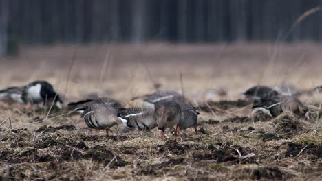 large flock of white-fronted and other geese during spring migration resting and feeding on meadow take off