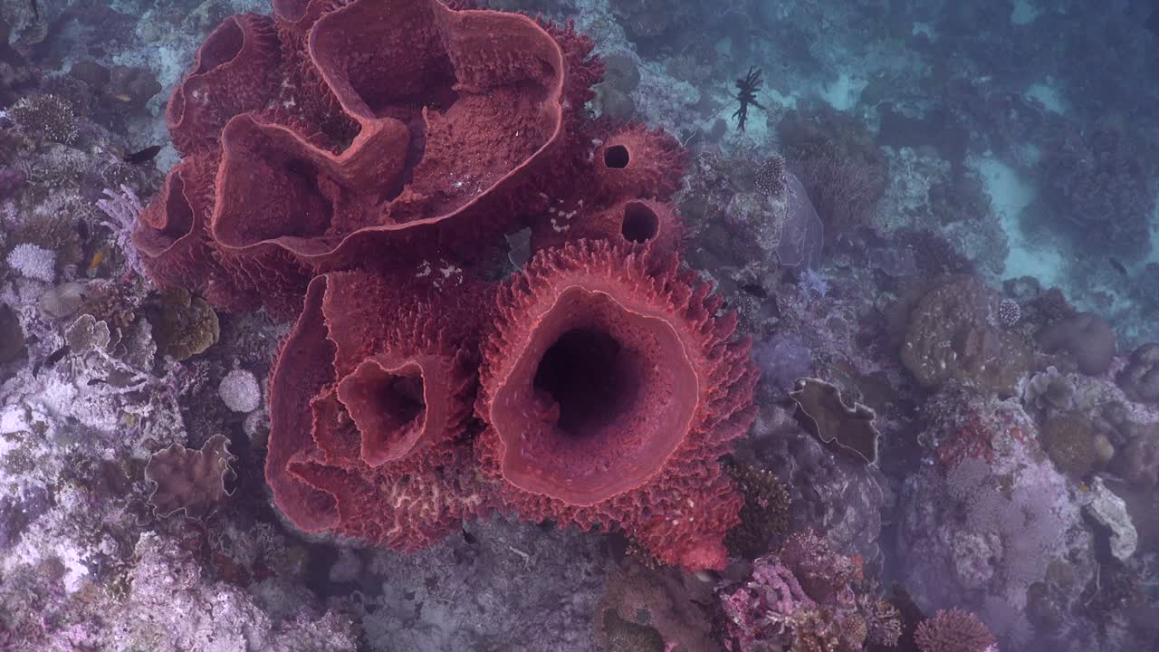 Grandi spugne a botte riprese dall'alto su una barriera corallina tropicale