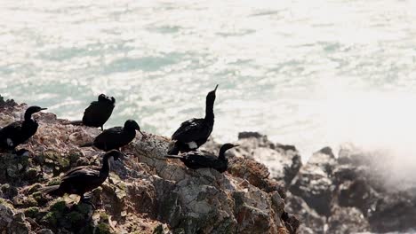 pájaro cormorán sentado en una roca en la playa en cámara lenta