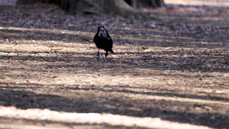 crow walking, pecking ground in forest