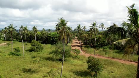 Luftaufnahmen-Der-Wunderschönen-Palmenlandschaft-Der-Kenianischen-Küste