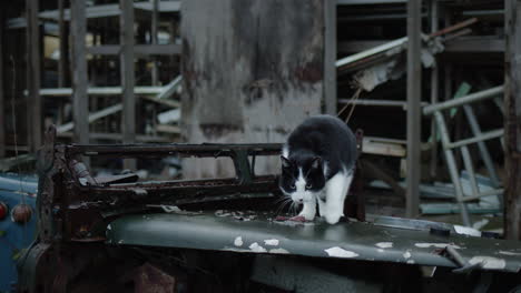 Gato-Blanco-Y-Negro-Encima-De-Un-Viejo-Tractor-Roto-Junto-A-Una-Casa-Abandonada