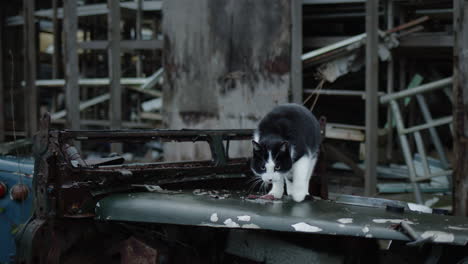 black and white cat on top of old broken tractor by abandoned house