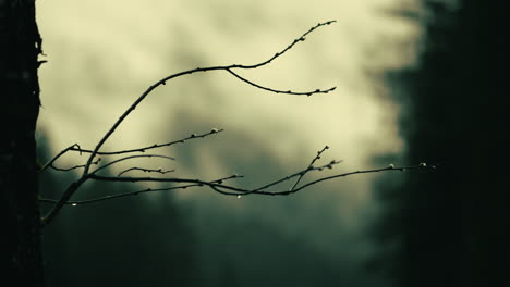 misty forest branches