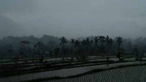 misty rice terraces
